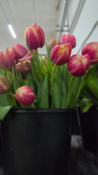 Тюльпаны оптом Астана