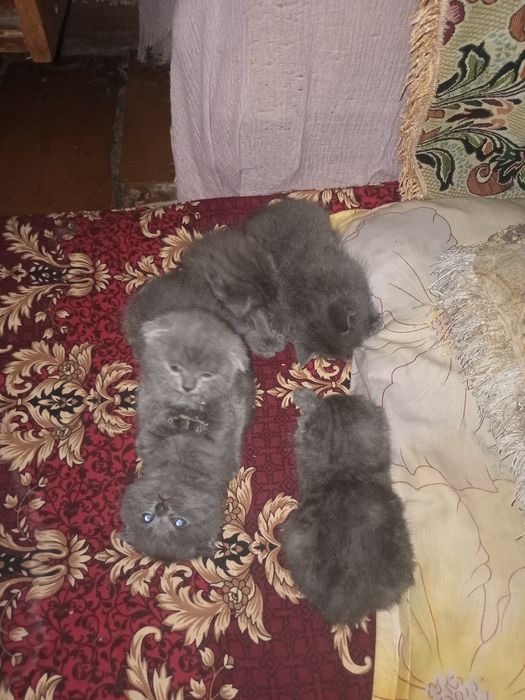 Продаются котята