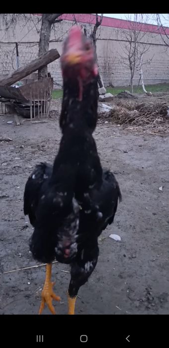 Dakan Juja sotiladi bardovi