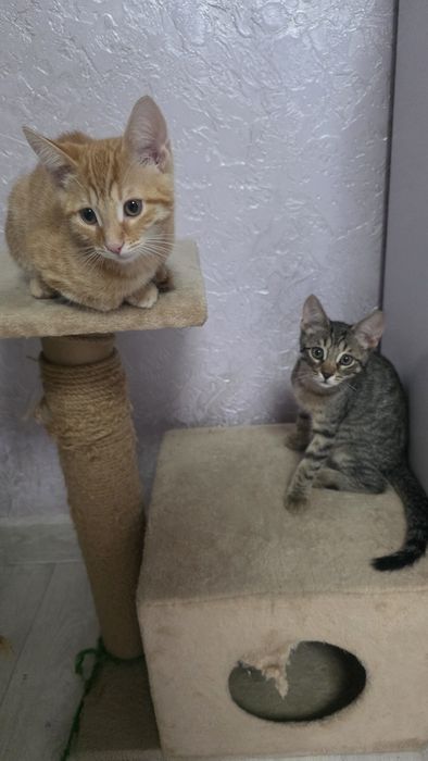 Котята,мальчики. В добрые руки.