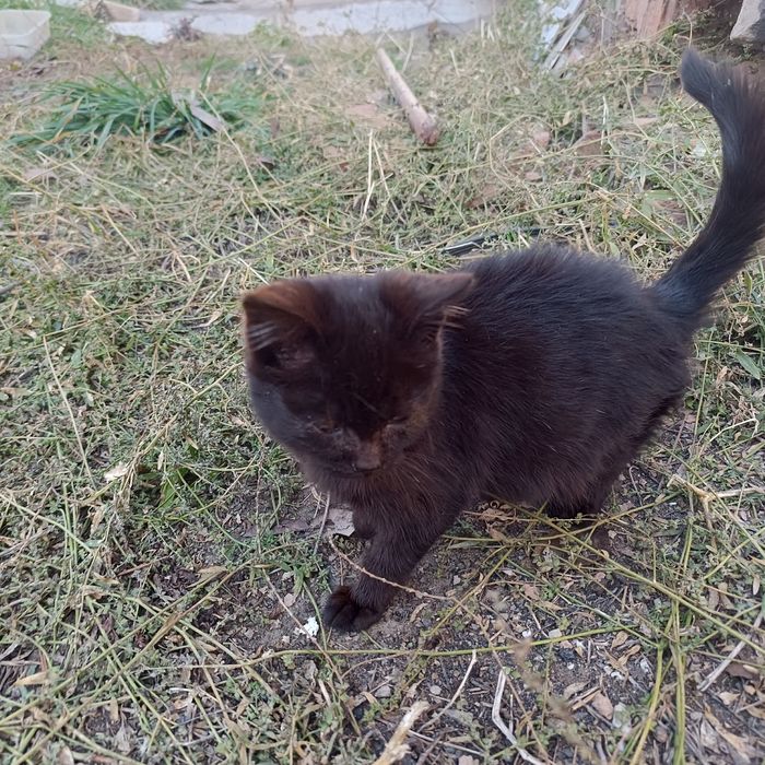 Отдам бесплатно Котенка