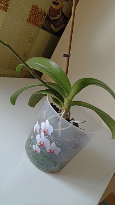 Архидеи (2шт)     .