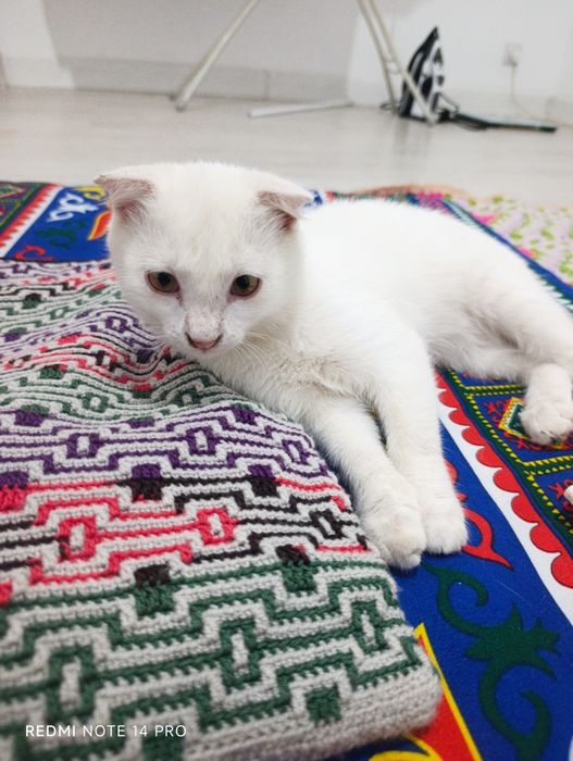 Котенок в добрые руки