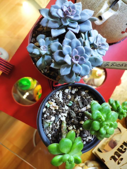 Мини садики из суккулентов