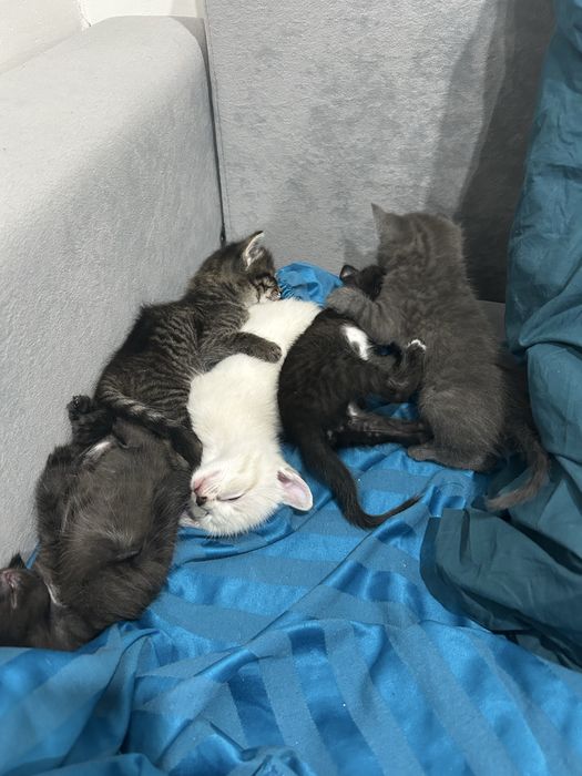 котята бесплатно