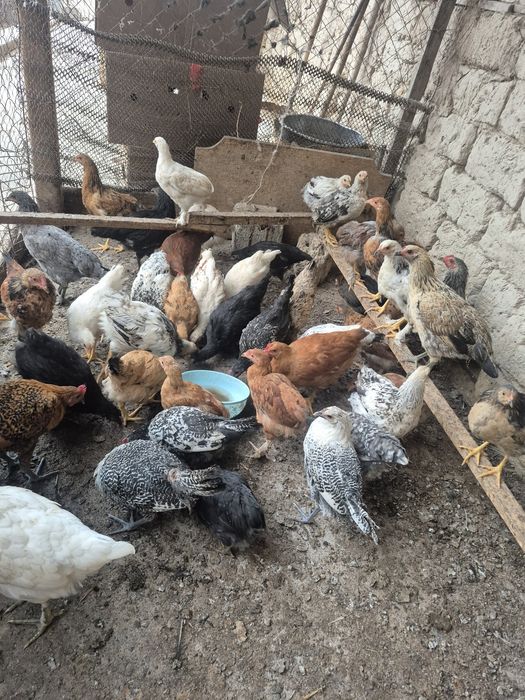 2 айлық балапандар сатылады