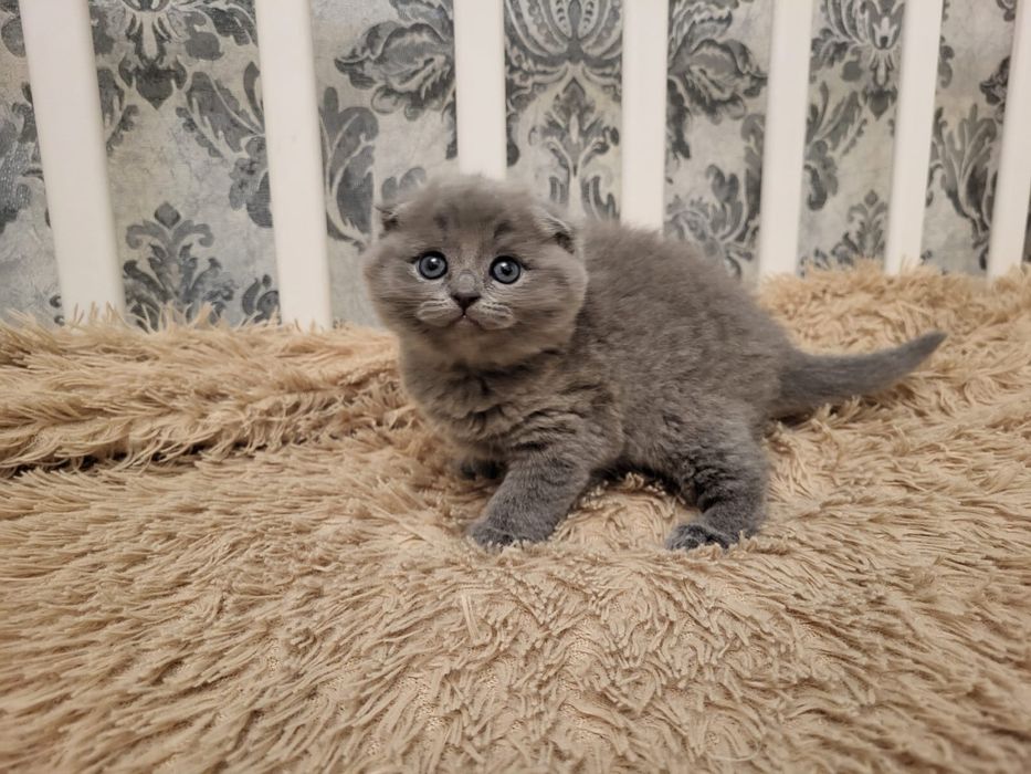 шотландские котики