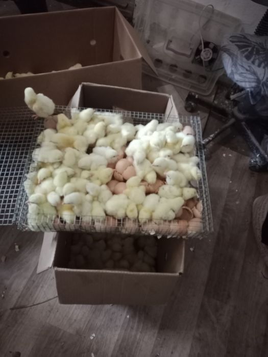 Продам бройлер суточные