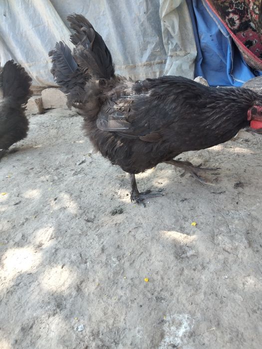 Qora shahzoda tuxumlari bor. Ishonchli va sifatli.