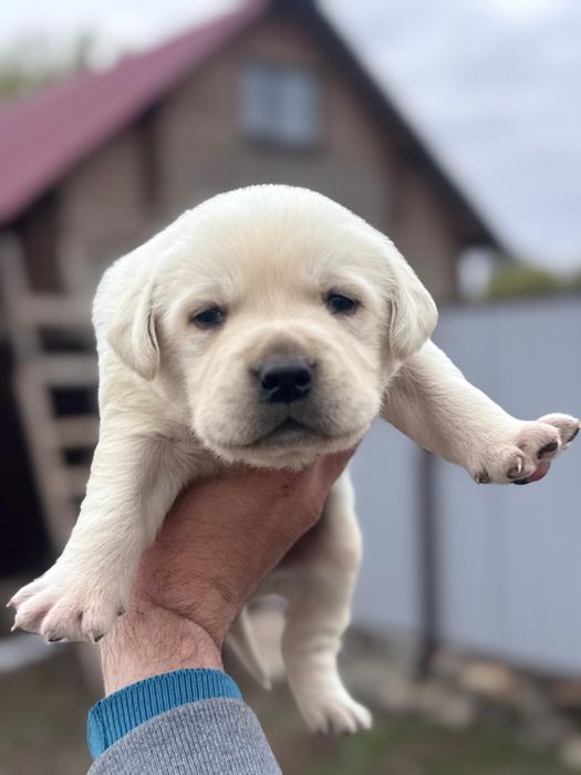 Лабрадор щенята