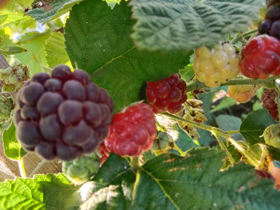 Продам дачу по мамлютской трассе ракета  общество