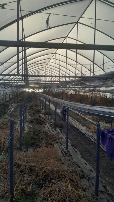 Teren de vanzare Coteana Olt