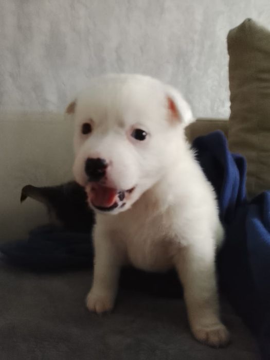 Мальчики и девочки медвежата Двортерьерчики