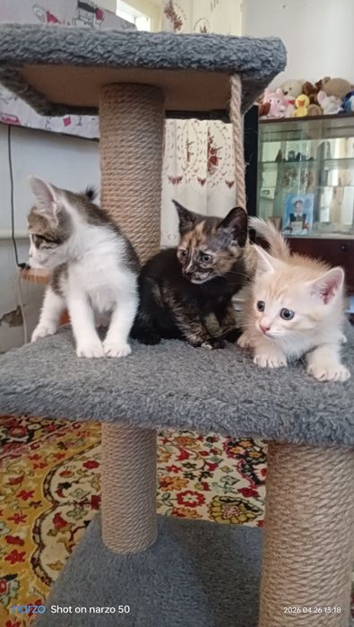 Отдам котят даром!