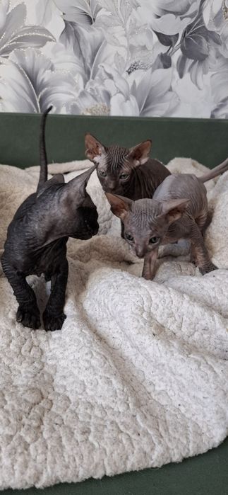 Малыши канадского сфинкса