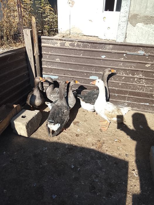 Продам гуси сери