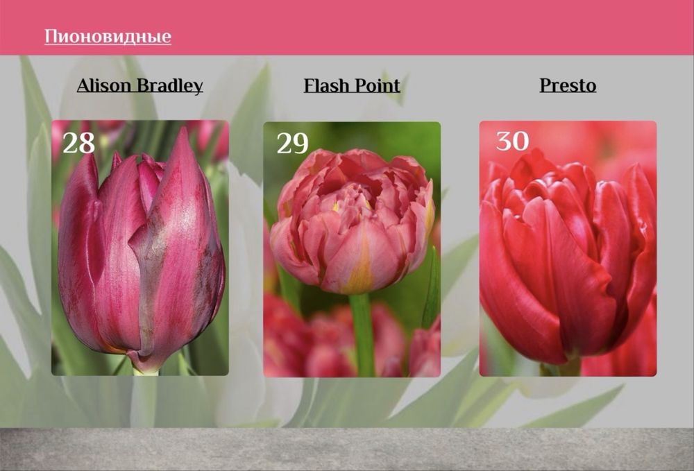 Тюльпаны ОПТОМ от 395тг‼️‼️‼️