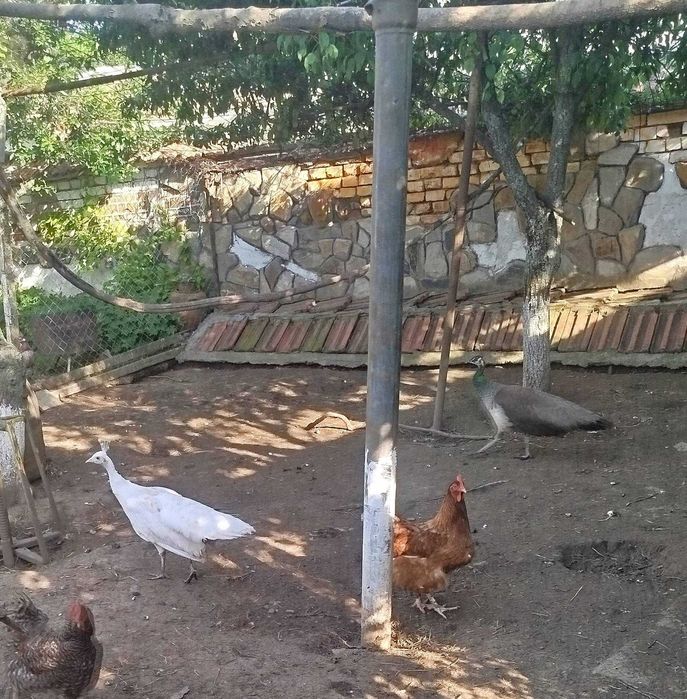 Яйца от Пауни 7дни