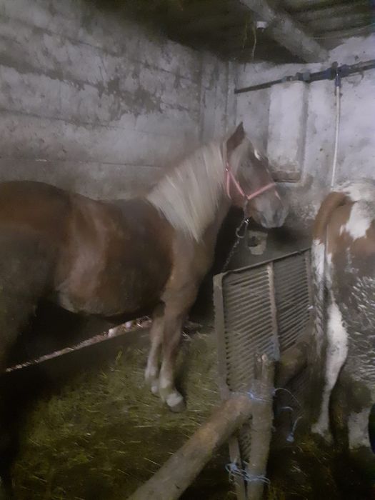 Vând mânză blondă de 1 an și 3 luni