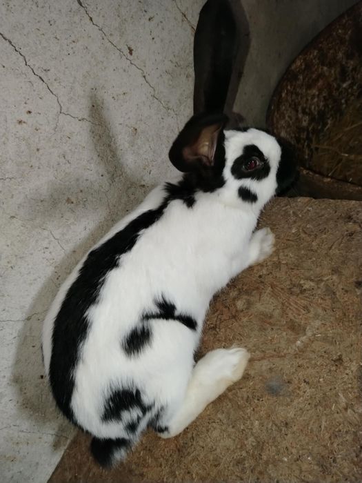 Vand iepuri Fluture German