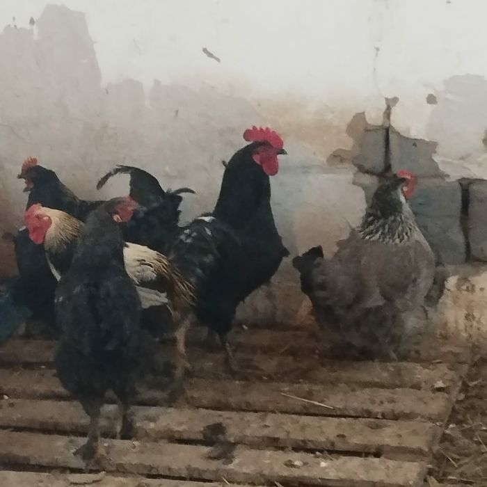 путухи куры  курицы курица