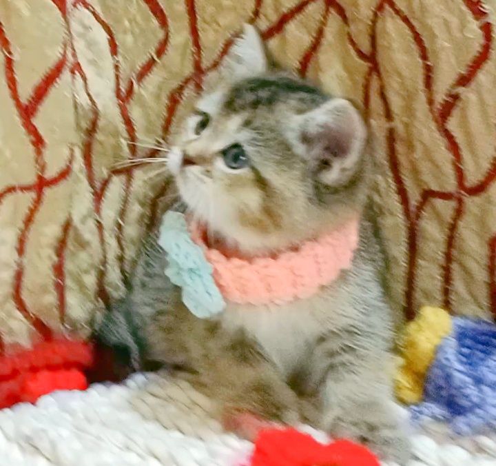 Роскошная Девочка золотая Шиншила