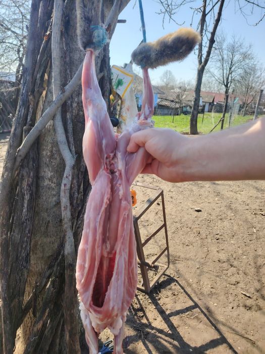 Carne de iepure de casă – proaspătă și sănătoasă
Vând carne de iepu