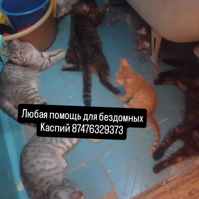 Важна любая помощь для кошечек