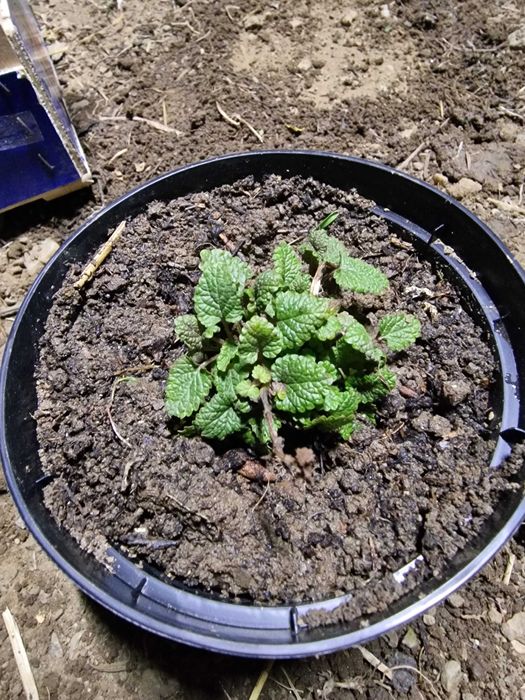 Roinita/lamaita/melisa la ghiveci