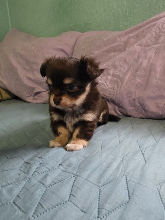 Чихуахуа момичета