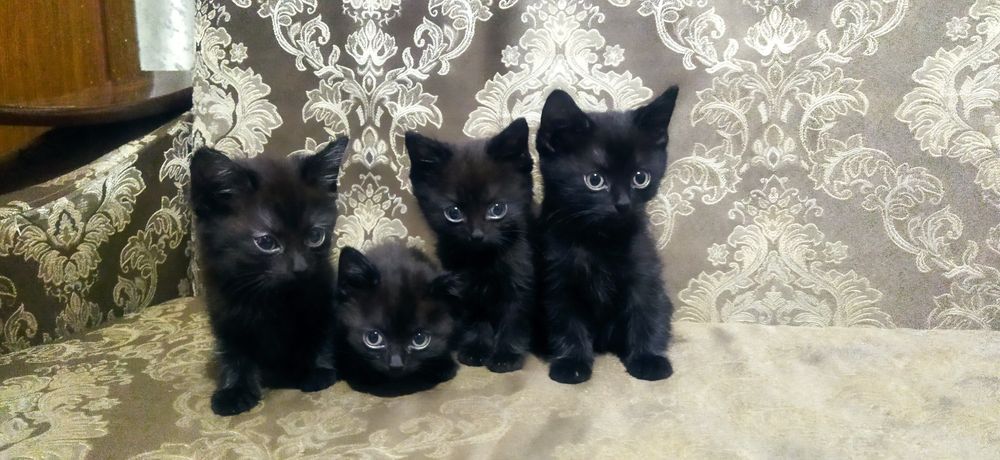 Отдам котят девочка и мальчик
