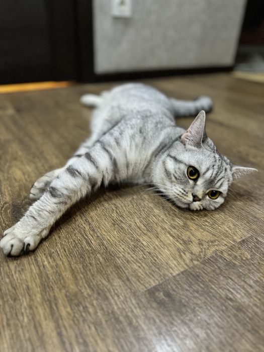 Отдадим в хорошие руки