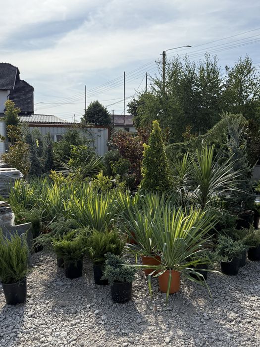 Vand plante ornamentale de calitate extra