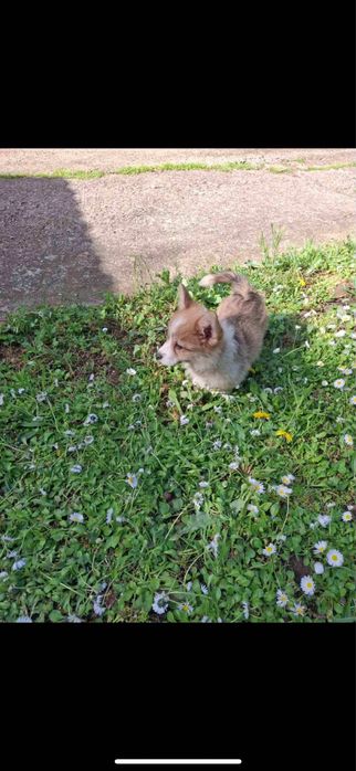 Продавам Уелско Корги Пембрук