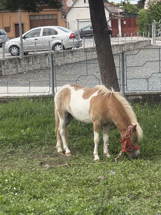 Vand 3 ponei fumosi si blanzi