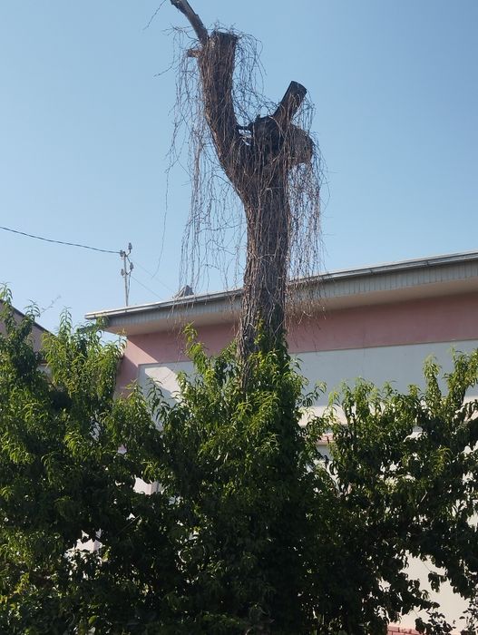 Ёнгок (орех) дарахти ку́п йиллик