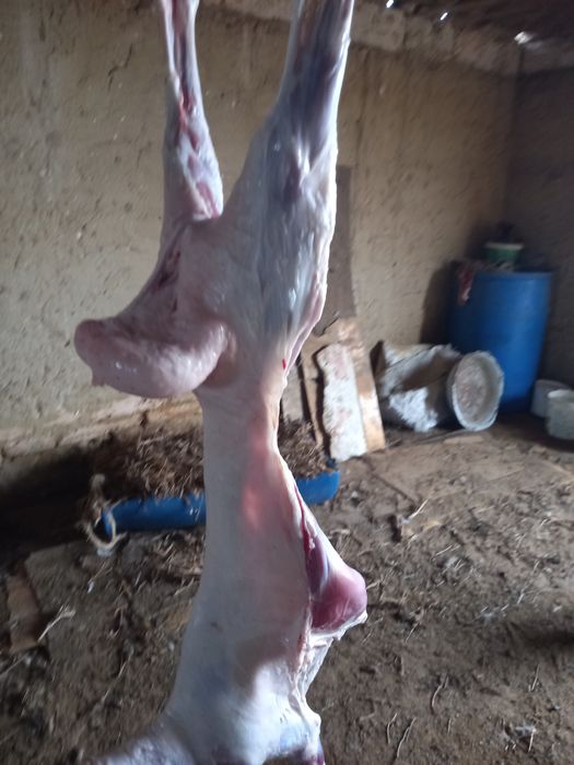 Қойдың еті сатылады