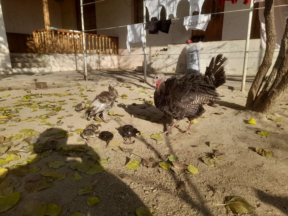 Kurka jojalari bilan