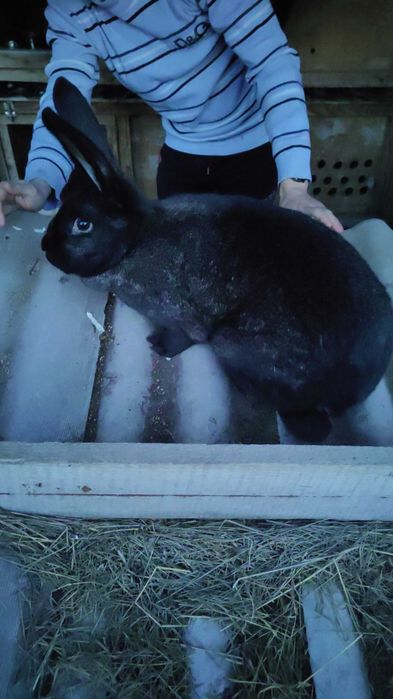 Кролики - продам