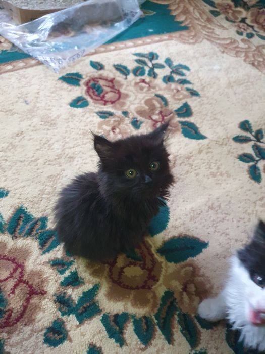 Кошки мейн-кун продаётся