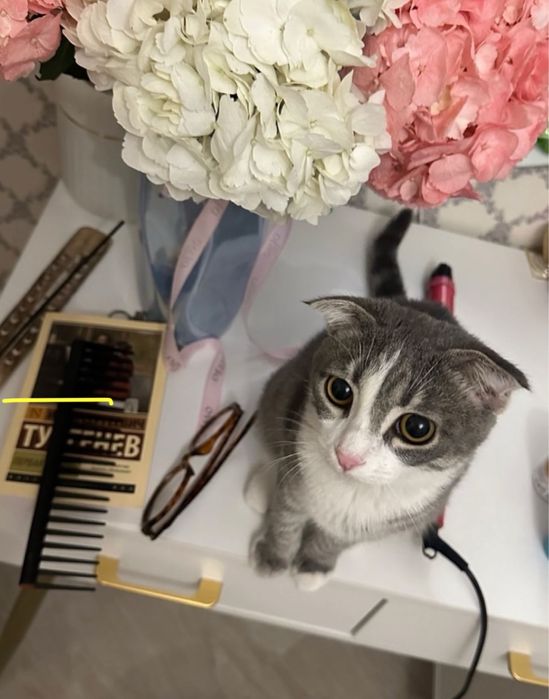 кошка 6 месяцев добрая