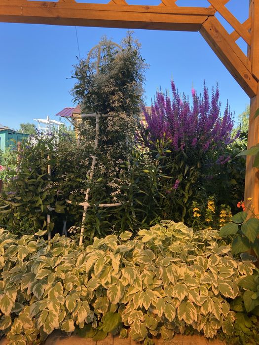 Клематис белое облоко  1500