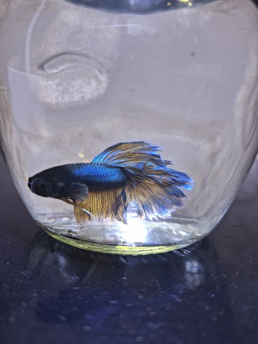 Красивые рыбы петушки