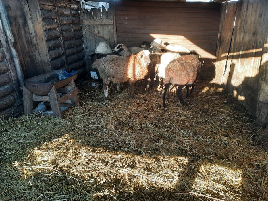 Продам Овечки Овцематки