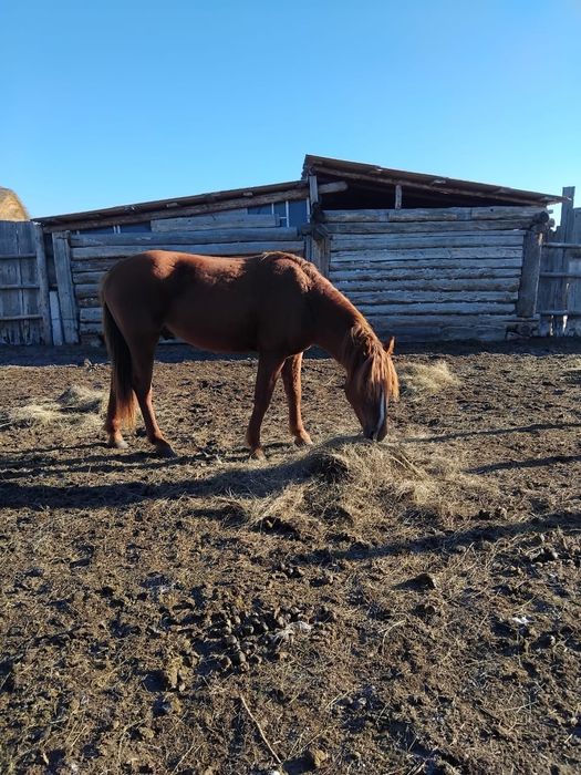 Продаётся жеребец