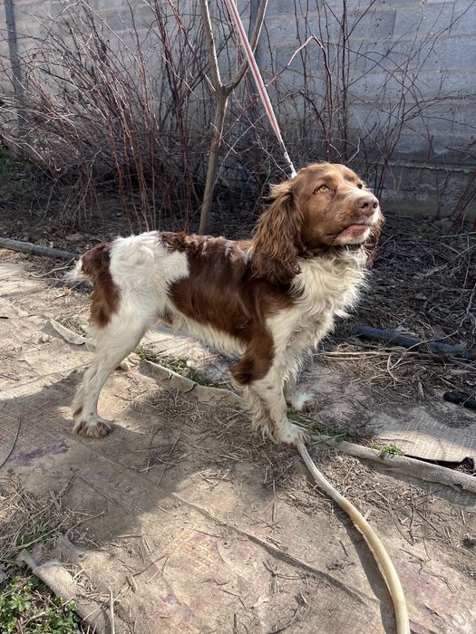 Руский охотничий спаниель