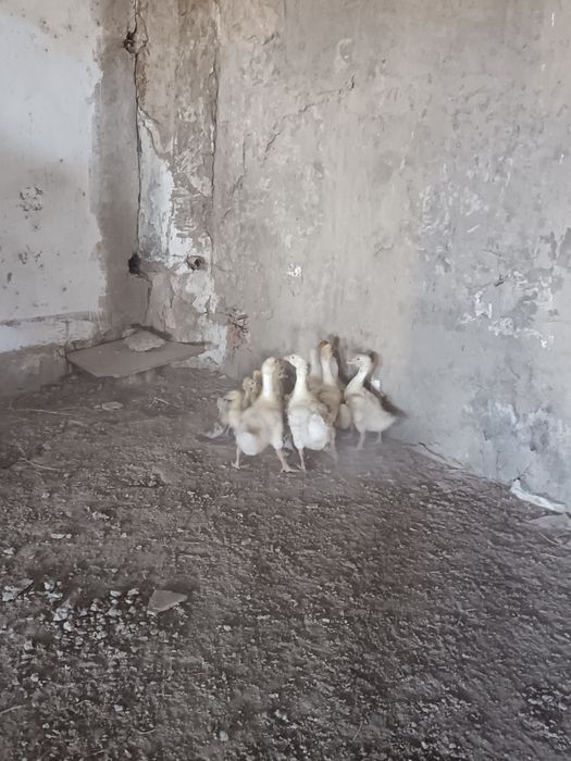 Қаз балапандары сатылады
