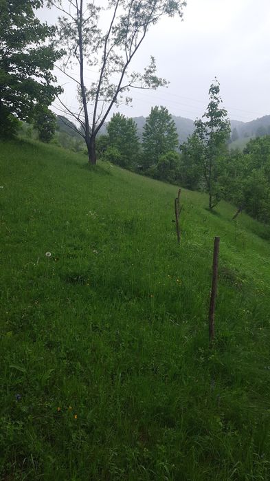 Teren frumos Dambovicioara Valea Urdii