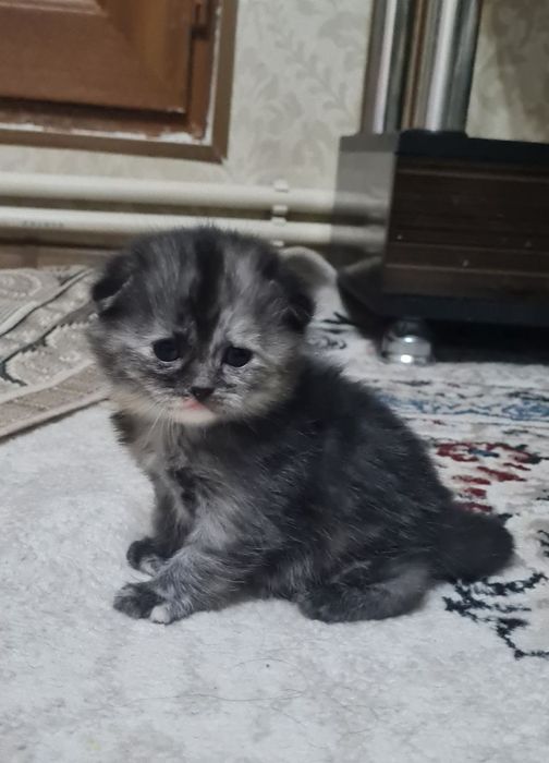 Продаются котята шотландские