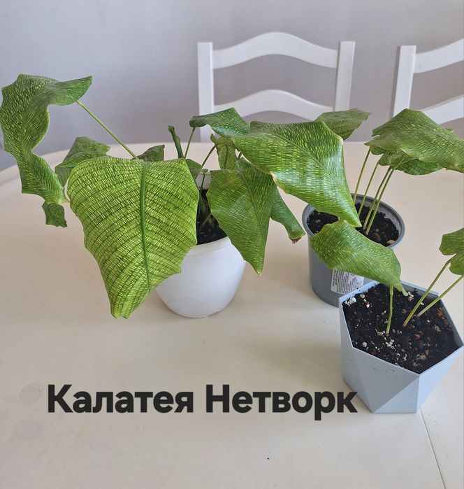 Продам комнатные цветы